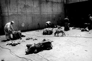 Documentary Photography