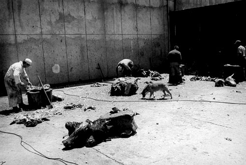 Documentary Photography